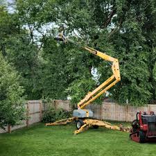 Best Arborist Consultation Services  in Coconut Creek, FL